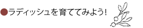 ラディッシュを育ててみよう！