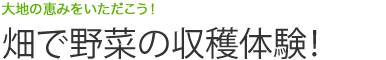 大地の恵みをいただこう！畑で野菜の収穫体験！