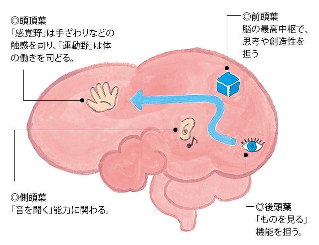 子どもを伸ばす 脳育て 脳の発達を知ってすこやかに 育児情報誌miku ミク