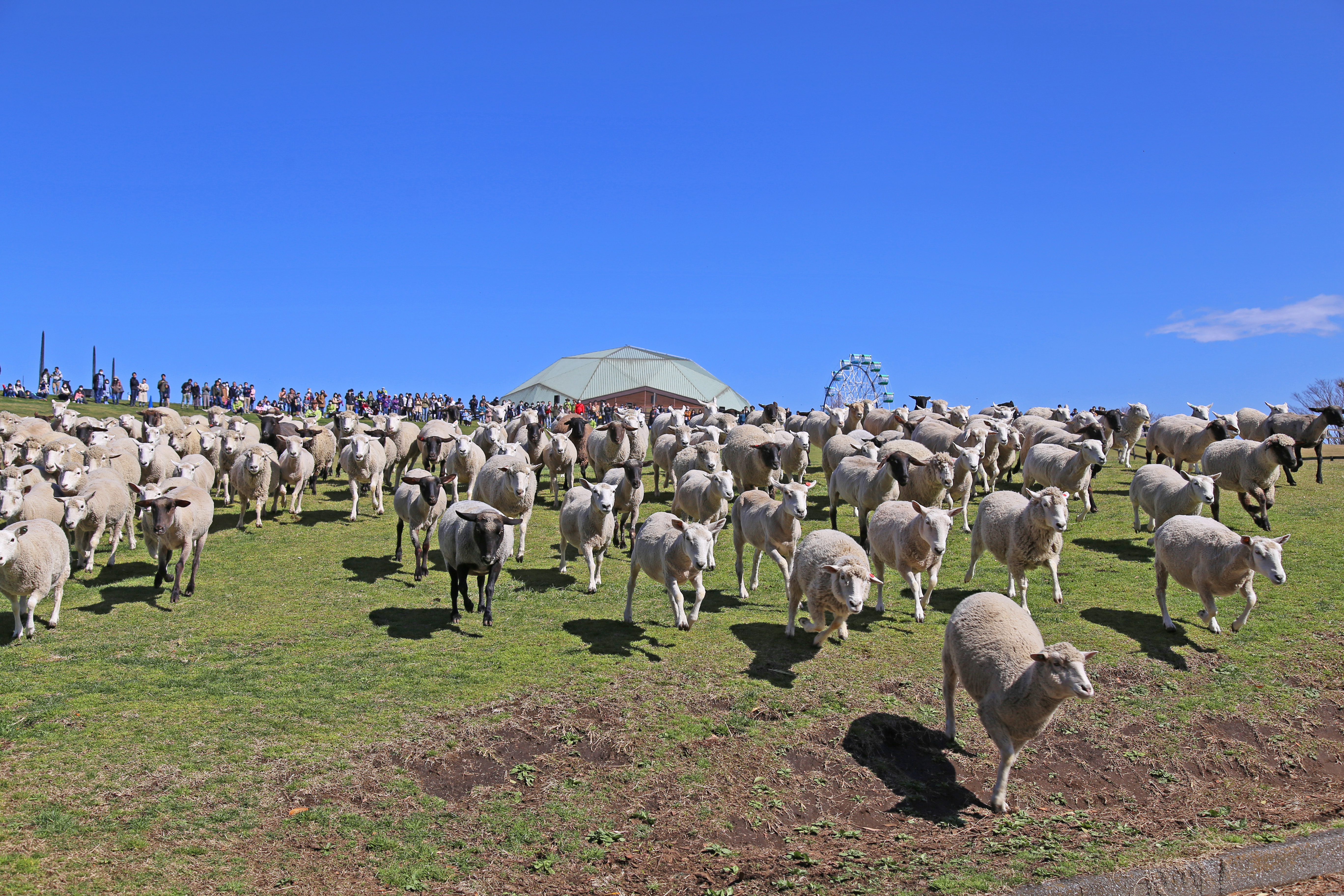 ネモフィラの花畑も見頃！GWは早朝開園「ひつじの大放牧」7日間限定開催！