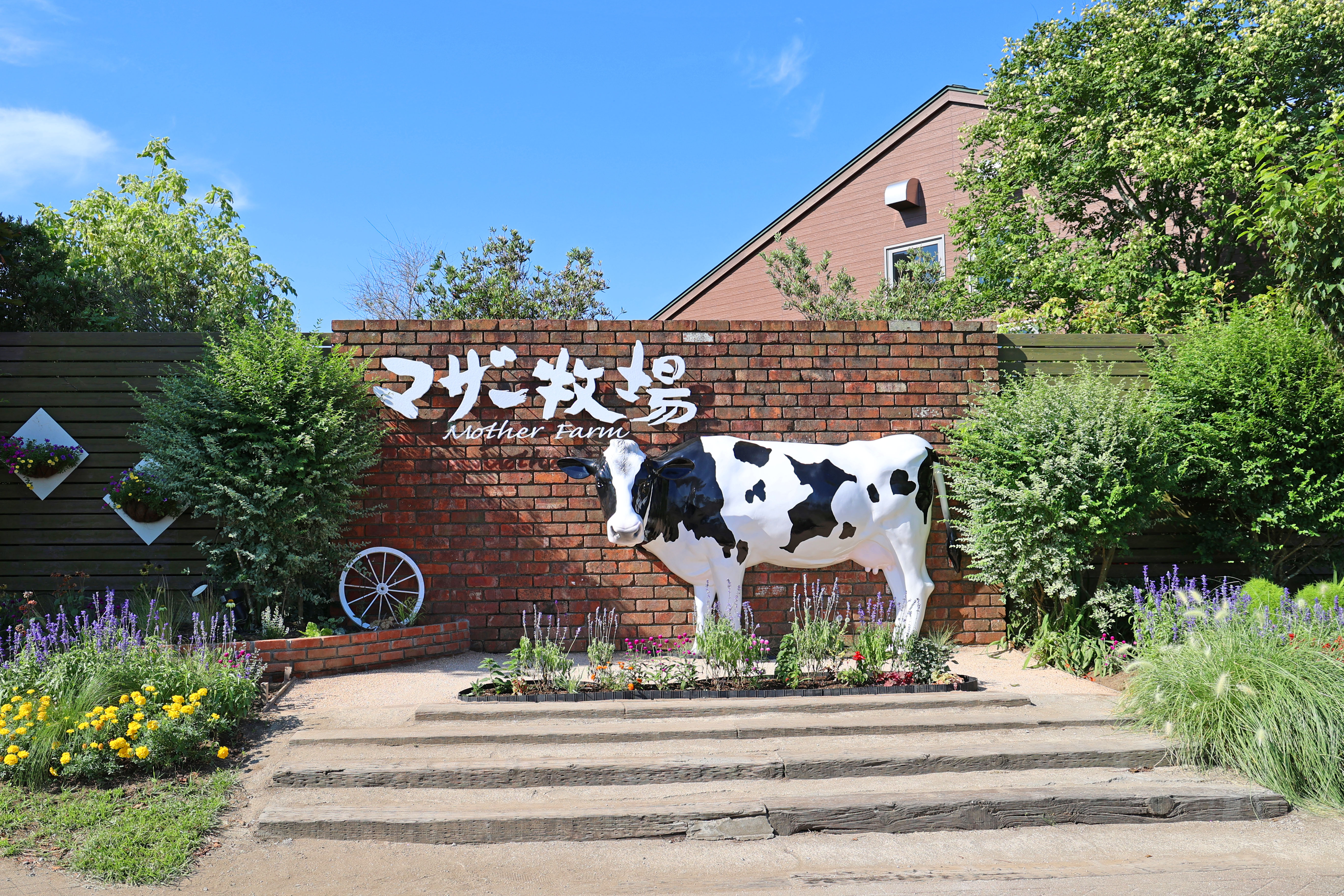 ネモフィラの花畑も見頃！GWは早朝開園「ひつじの大放牧」7日間限定開催！