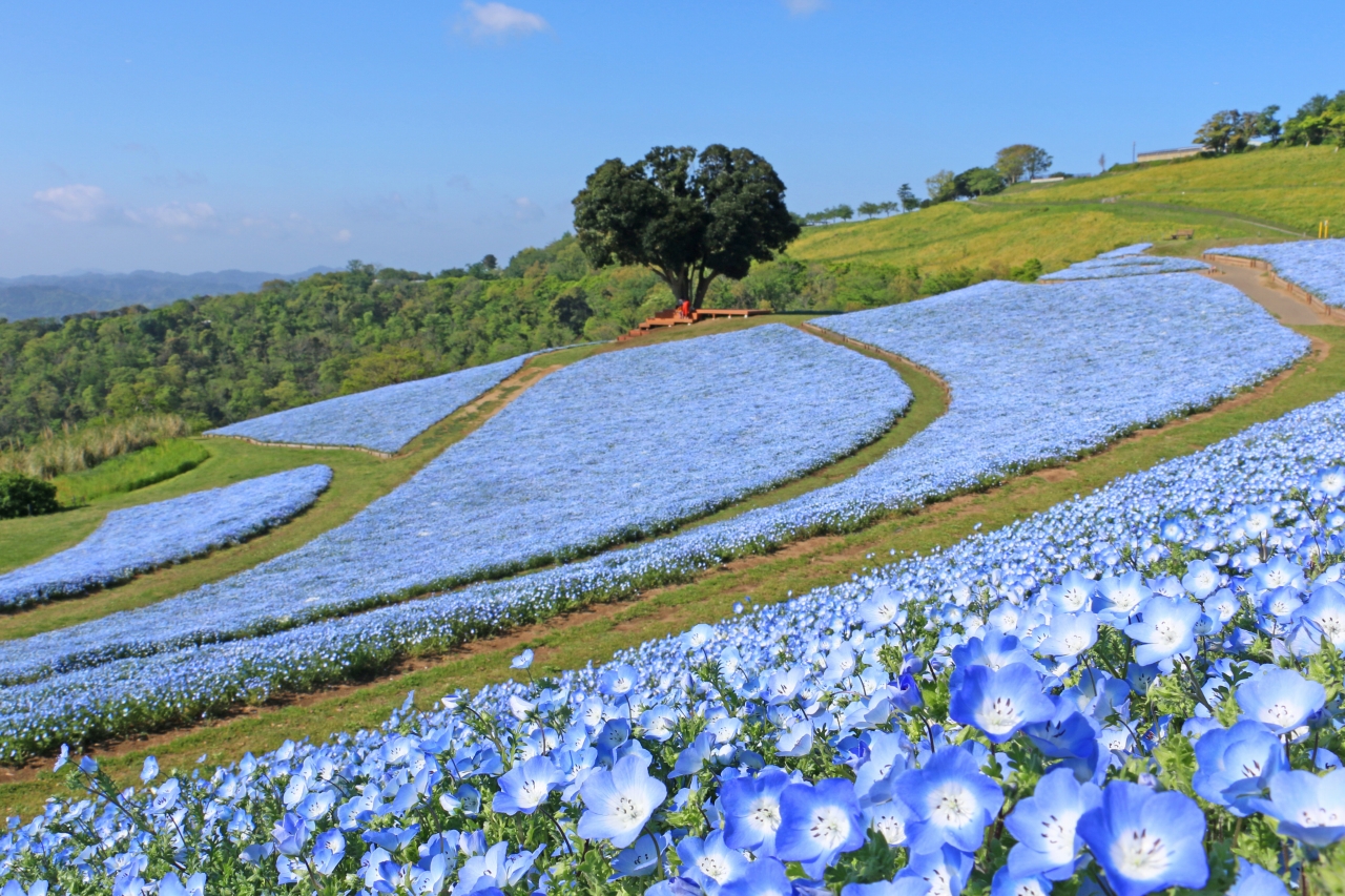 ネモフィラの花畑も見頃!GWは早朝開園「ひつじの大放牧」7日間限定開催!