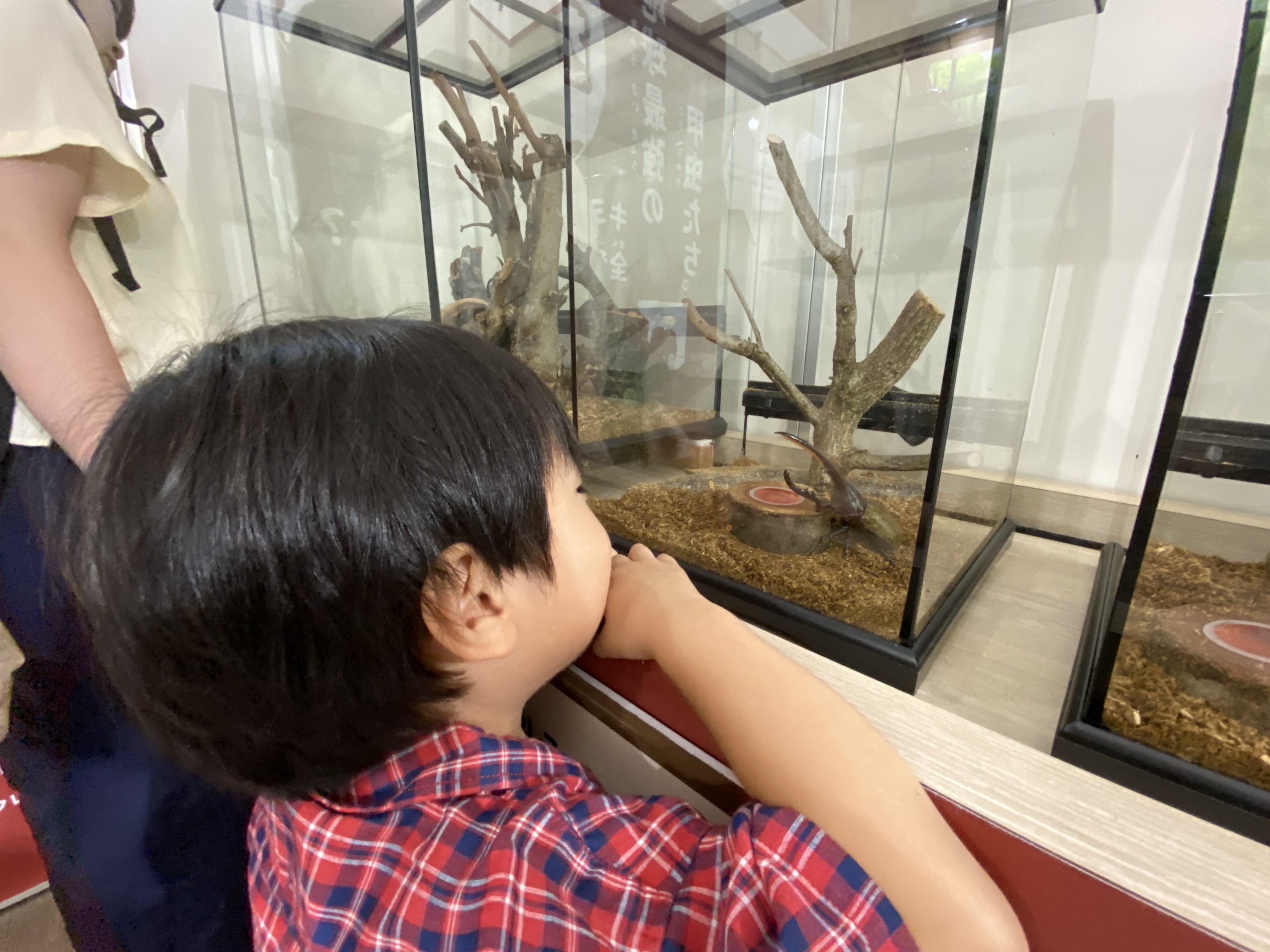 「カブトムシ・クワガタ イベント」「恐竜迷路」など三島スカイウォークで親子で空・森・冒険の体験!